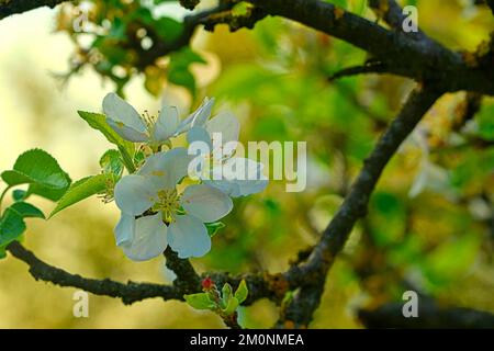 Les pommes fleurissent dans le ciel. Fond d'écran blanc de cerisiers en fleurs. Mise au point douce Banque D'Images