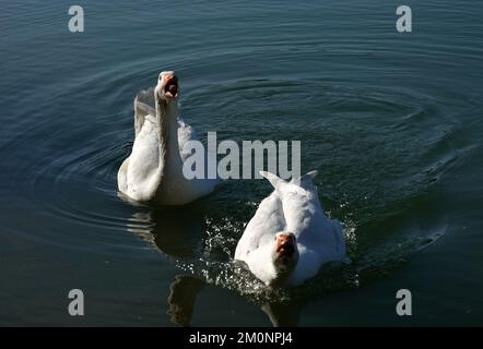 Deux oies domestiques vivant dans la nature. Les oies d'Emden attaquent. L'homme rentre à la maison ! Banque D'Images