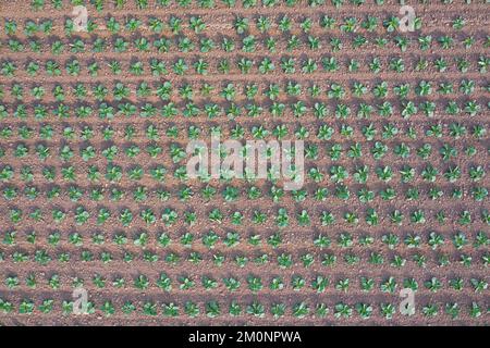 Vue aérienne sur le champ de chou blanc montrant des rangées de choux hollandais (Brassica oleracea convar. capitata var alba) en été Banque D'Images