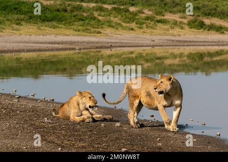 Deux lionnes (Panthera leo) se reposant sur une plage, zone de conservation de Ndutu, Serengeti, Tanzanie. Banque D'Images