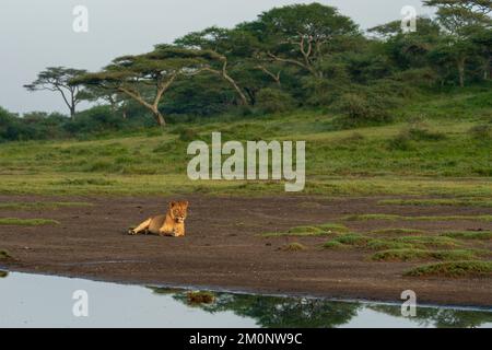 Lion (Panthera leo), zone de conservation de Ndutu, Serengeti, Tanzanie. Banque D'Images