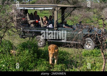 Touristes regardant une lionne (Panthera leo), zone de conservation de Ndutu, Serengeti, Tanzanie. Banque D'Images