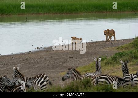 Deux lioness (Panthera leo) regardant un zèbres commun (Equus quagga) s'approcher d'un trou d'eau, zone de conservation de Ndutu, Serengeti, Tanzanie. Banque D'Images