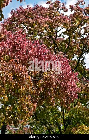 Feuilles d'arbre de pot de singe (Lecythis pitonis) sur le jardin tropical Banque D'Images