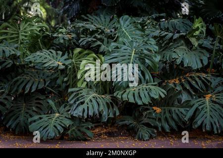 Feuilles tropicales dans le fond de la jungle. Forêt tropicale avec plantes et soleil incroyable dans la jungle du matin. Photo de haute qualité Banque D'Images