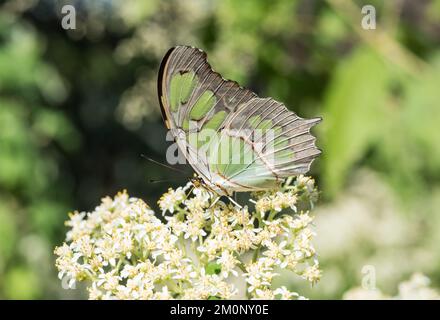 Recherche de malachite (Siproeta stelenes) Banque D'Images