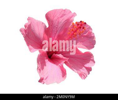 Hibiscus rose en fleur isolé sur fond blanc Banque D'Images