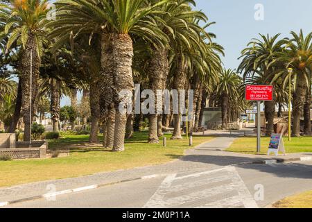 Swakopmund, Namibie - 03 octobre 2018 : promenade à Swakopmund. Végétation exotique. Banque D'Images
