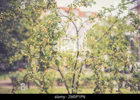 Gros plan d'un Malus Zierapfel Golden Hornet Banque D'Images