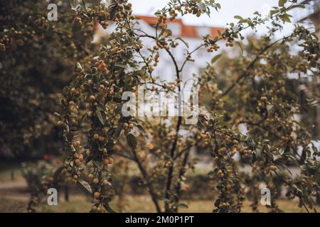 Gros plan d'un Malus Zierapfel Golden Hornet Banque D'Images