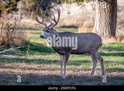 Le cerf mulet se trouve à Canon City, Colorado, une région connue pour sa population urbaine dense de cerfs et ses fréquentes rencontres entre hommes et animaux sauvages. Banque D'Images
