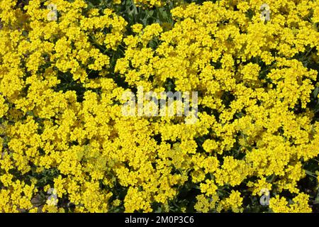 Panier d'or (Aurinia saxatilis) dans le jardin. Banque D'Images