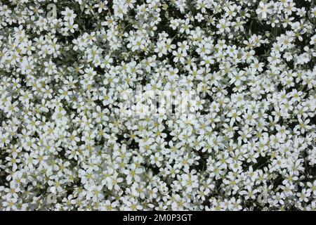 La neige en été (Cerastium tomentosum) Banque D'Images