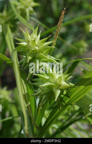 Tranche de gris (Carex grayi) Banque D'Images