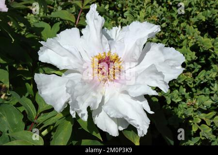 Fleur de pivoine d'arbre (Paeonia × suffruticosa 'Feng Dan Bai') Banque D'Images