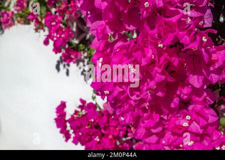 Bougainvillea rose fleurit sur fond de mur blanc le jour ensoleillé Banque D'Images