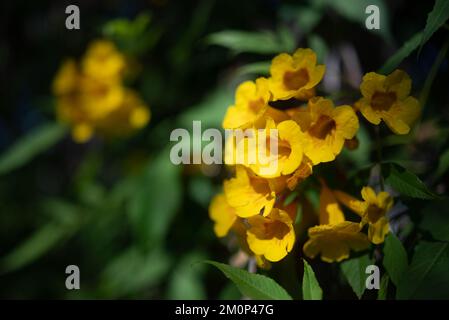 Fleurs jaunes gros plan de cloches jaunes ou de fleurs de trompette jaunes Banque D'Images