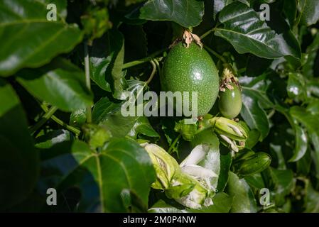 Fruit de la passion et fleurs de la passion flétrissent sur fond de feuilles vertes Banque D'Images