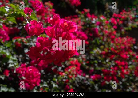 Bougainvillea rose fleurit sur des feuilles vertes floues et sur fond de fleurs Banque D'Images