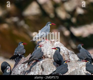 Gros plan sur Inca Terns (Larosterna inca). Îles Ballestas, Pérou Banque D'Images