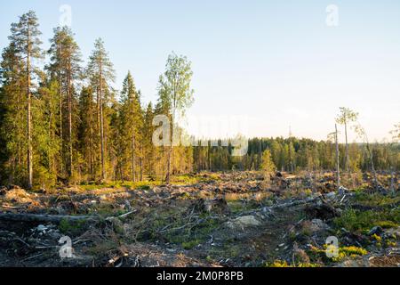 Une vue sur une zone de coupe claire minéralisée à côté d'une forêt près d'Hossa, dans le nord de la Finlande Banque D'Images