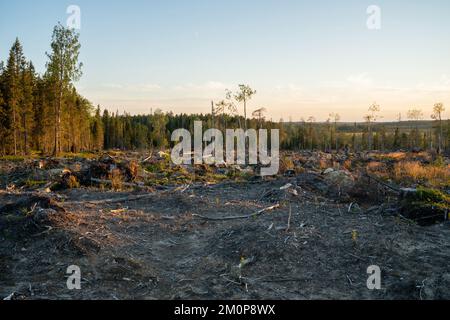 Une vue sur une zone de coupe claire minéralisée à côté d'une forêt près d'Hossa, dans le nord de la Finlande Banque D'Images