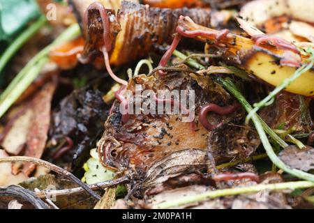 Eisenia fetida. Brandling Worms sur un tas de comost. Banque D'Images