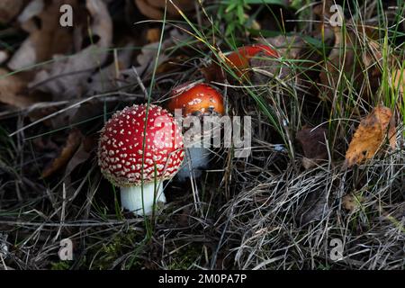 Groupe de petits et beaux Fly agaric croissant dans une forêt boréale automnale en Estonie, en Europe du Nord Banque D'Images