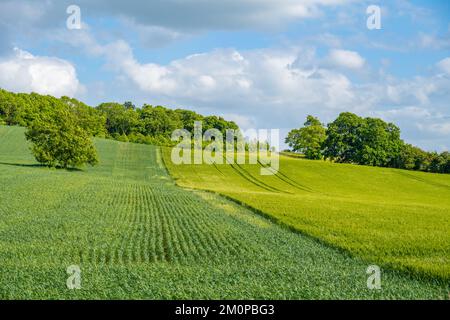 Les terres agricoles près de Waddesdon Buckinghamshire près de Waddesdon Manor Banque D'Images