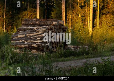 Pile de grumes d'Aspen fraîchement coupées par une route de terre lors d'une soirée d'été dans le sud de l'Estonie, en Europe du Nord Banque D'Images