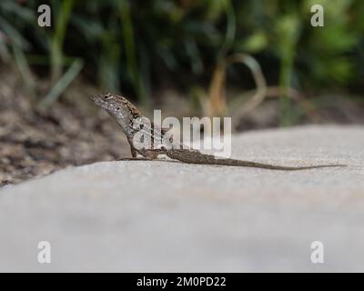 Un lézard brun d'anole, Anolis sagrei, également connu sous le nom d'anole brune cubaine, ou anole de la Sagra. Banque D'Images