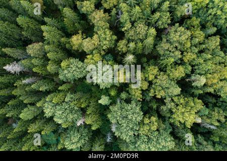 Antenne d'une forêt boréale mixte à la fin de l'été en Estonie, en Europe du Nord Banque D'Images