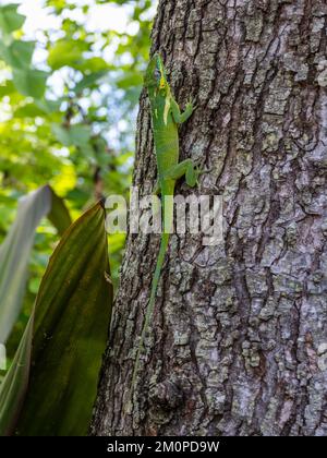 Anole de chevalier, Anolis equestris, également connu sous le nom d'anole de chevalier cubain ou anole géante cubaine, reposant sur un arbre. Banque D'Images