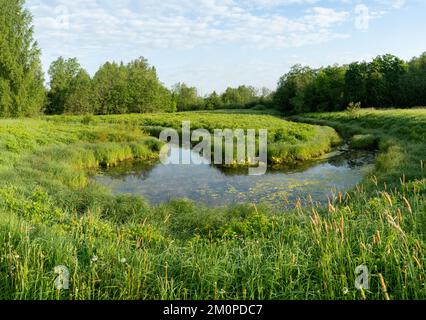 Une matinée d'été au bord d'une rivière luxuriante en Estonie, en Europe du Nord Banque D'Images