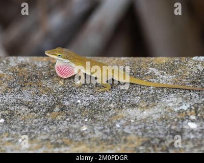 Anolis carolinensis, l'anole verte, également connue sous le nom d'anole de Caroline, anole verte de Caroline, anole américaine, anole verte américaine et anole à gorge rouge. Banque D'Images