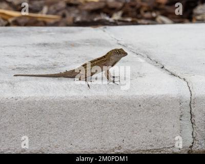 Un lézard brun d'anole, Anolis sagrei, également connu sous le nom d'anole brune cubaine, ou anole de la Sagra. Banque D'Images