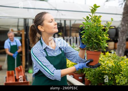 Fleuriste femelle organisant la floraison eonymus aurea dans des pots tout en jardinant Banque D'Images