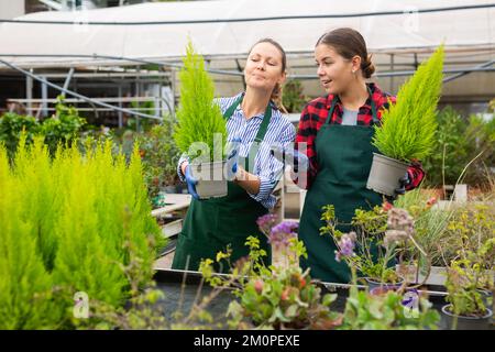 Deux femmes expérimentées jardinier s'occupant de la plante Thuja occidentalis dans des pots en glasshouse Banque D'Images