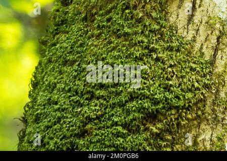 Gros plan d'une mousse de Homalia trichomanoides qui pousse sur un arbre à feuilles larges dans une forêt lettone estivale à croissance ancienne Banque D'Images