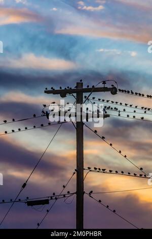 European Starlings sur des fils utilitaires près de la route 66 à Winslow, Arizona, États-Unis Banque D'Images