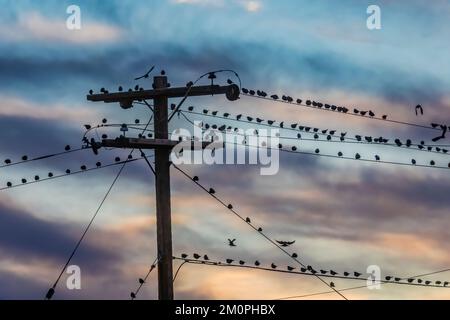 European Starlings sur des fils utilitaires près de la route 66 à Winslow, Arizona, États-Unis Banque D'Images