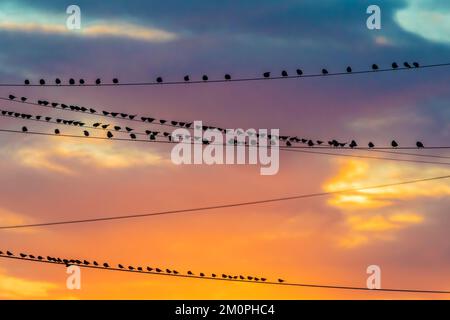 European Starlings sur des fils utilitaires près de la route 66 à Winslow, Arizona, États-Unis Banque D'Images