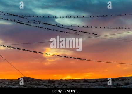 European Starlings sur des fils utilitaires près de la route 66 à Winslow, Arizona, États-Unis Banque D'Images