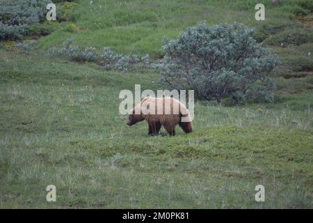 Grizzly dans le parc national Denali en itinérance dans un champ herbacé. Banque D'Images