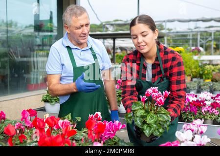 Deux jardiniers chichistes habiles dans des tabliers travaillant avec des fleurs Cyclamen en pots Banque D'Images
