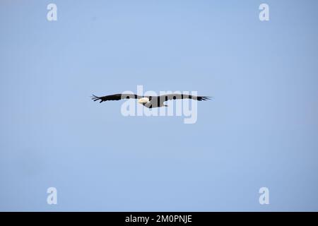 Aigle à tête blanche en vol contre un ciel bleu vif Banque D'Images