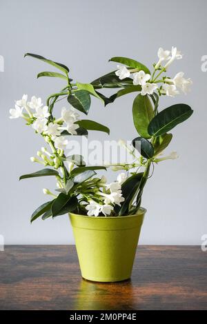 Stephanotis floribunda maison plante, pot plante, décoration de maison Banque D'Images