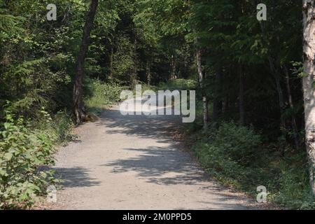 Sentier de randonnée alpin bordé d'arbres Banque D'Images