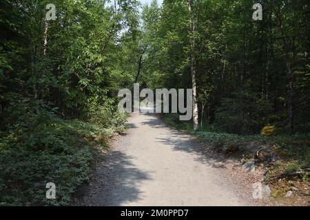 Sentier de randonnée alpin bordé d'arbres Banque D'Images