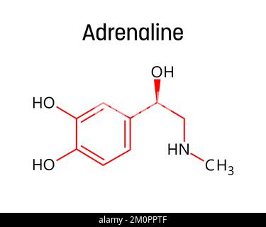 Structure moléculaire de l'adrénaline. L'adrénaline, ou épinéphrine, est une hormone et un médicament qui régulent les fonctions viscérales. Formule structurale vectorielle de composé chimique avec des liens rouges et des étiquettes d'atomes noirs. Illustration de Vecteur